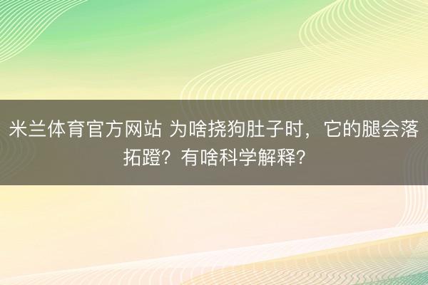 米兰体育官方网站 为啥挠狗肚子时,它的腿会落拓蹬?有啥科学解释?